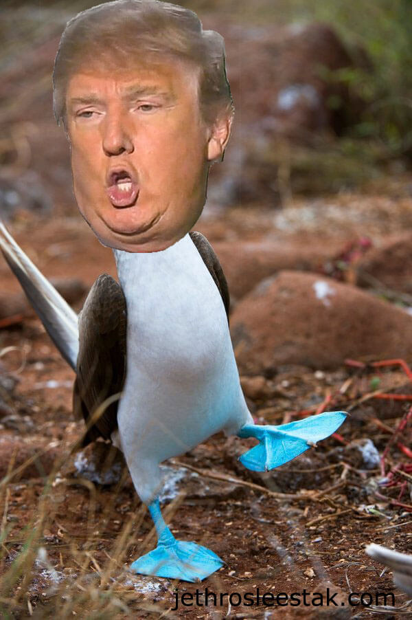 Donald Trumpimal Blue-Footed Booby