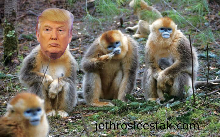 Donald Trumpimal Monkeys