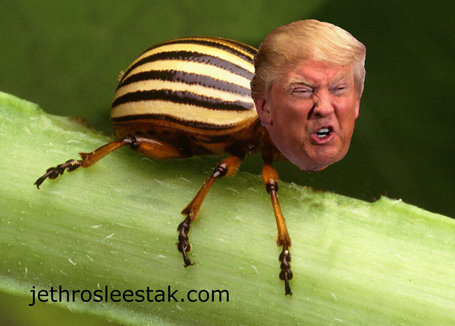 Donald Trumpimal Potato Beetle