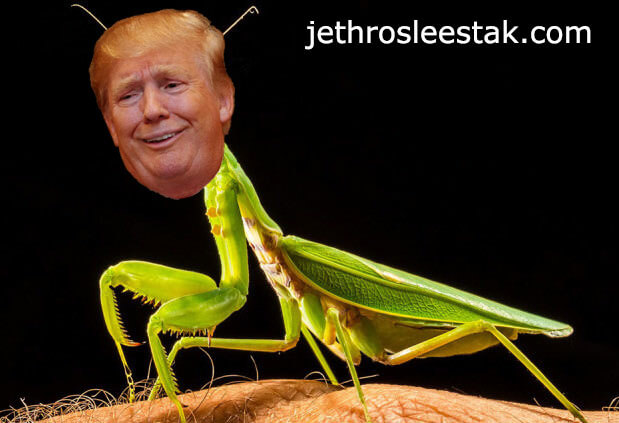 Donald Trumpimal Praying Mantis B