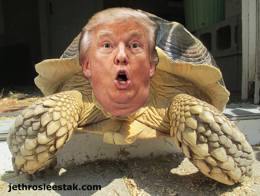Donald Trumpimal Tortoise B