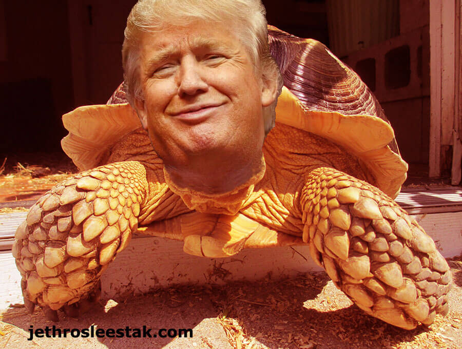Donald Trumpimal Tortoise