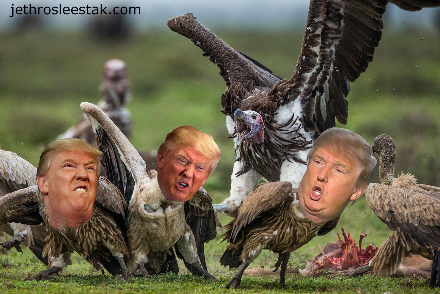 Donald Trumpimal Vultures