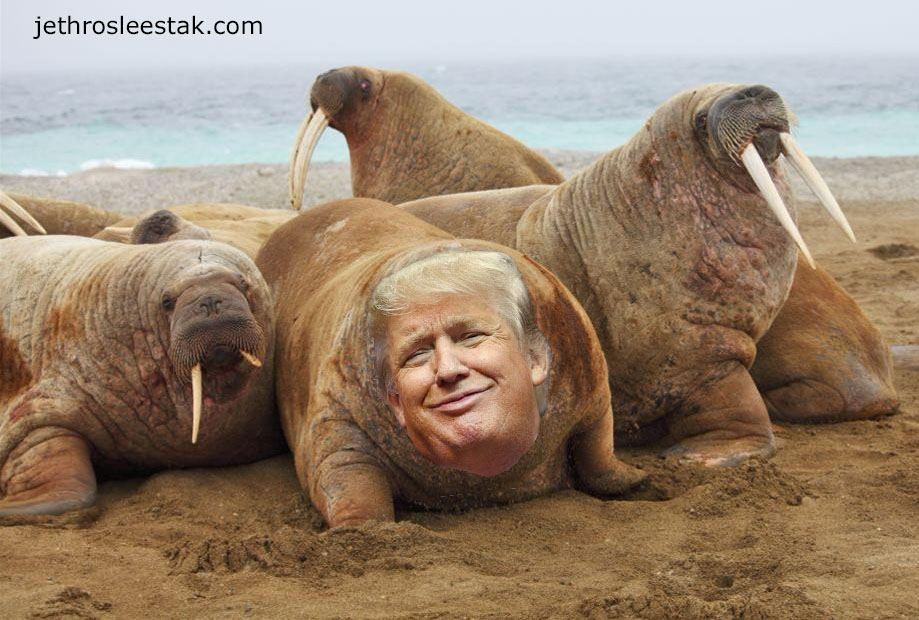 Donald Trumpimal Walrus