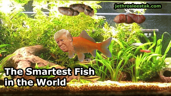 The Smartest Fish In The World animated GIF