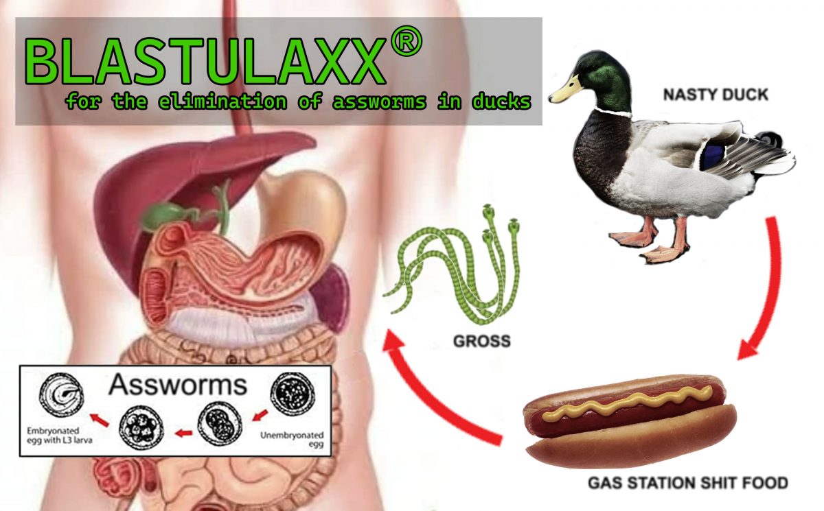 BLASTULAXX: for the Elimination of Assworms in Ducks